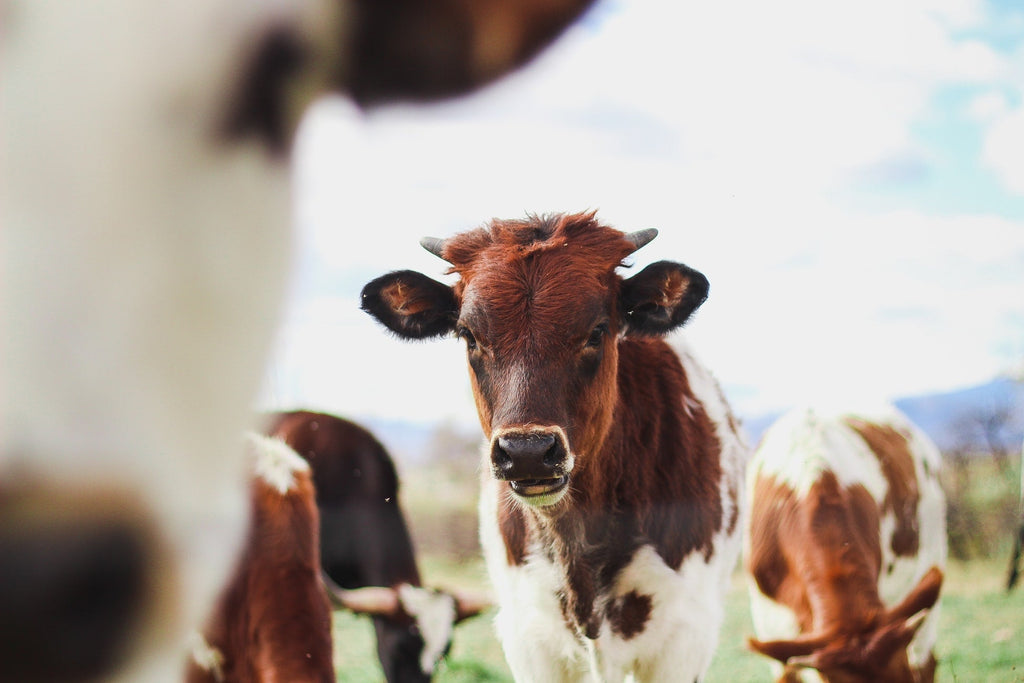 Keep Calm and Love Cows